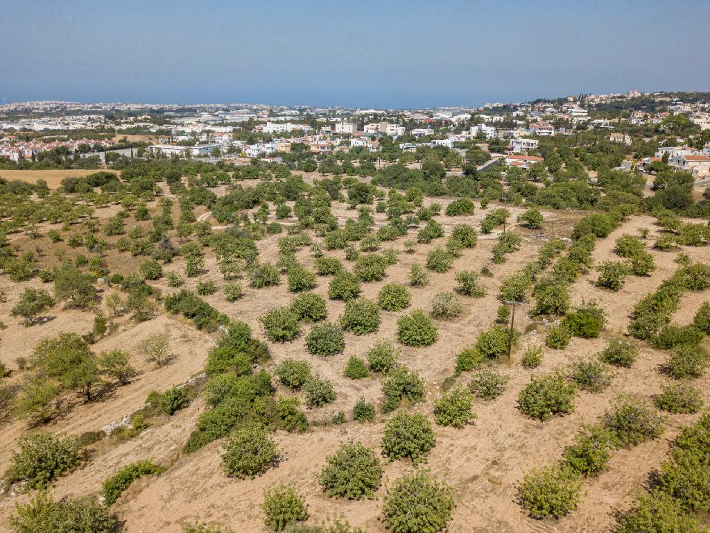 Field - Mesa Chorio, Paphos