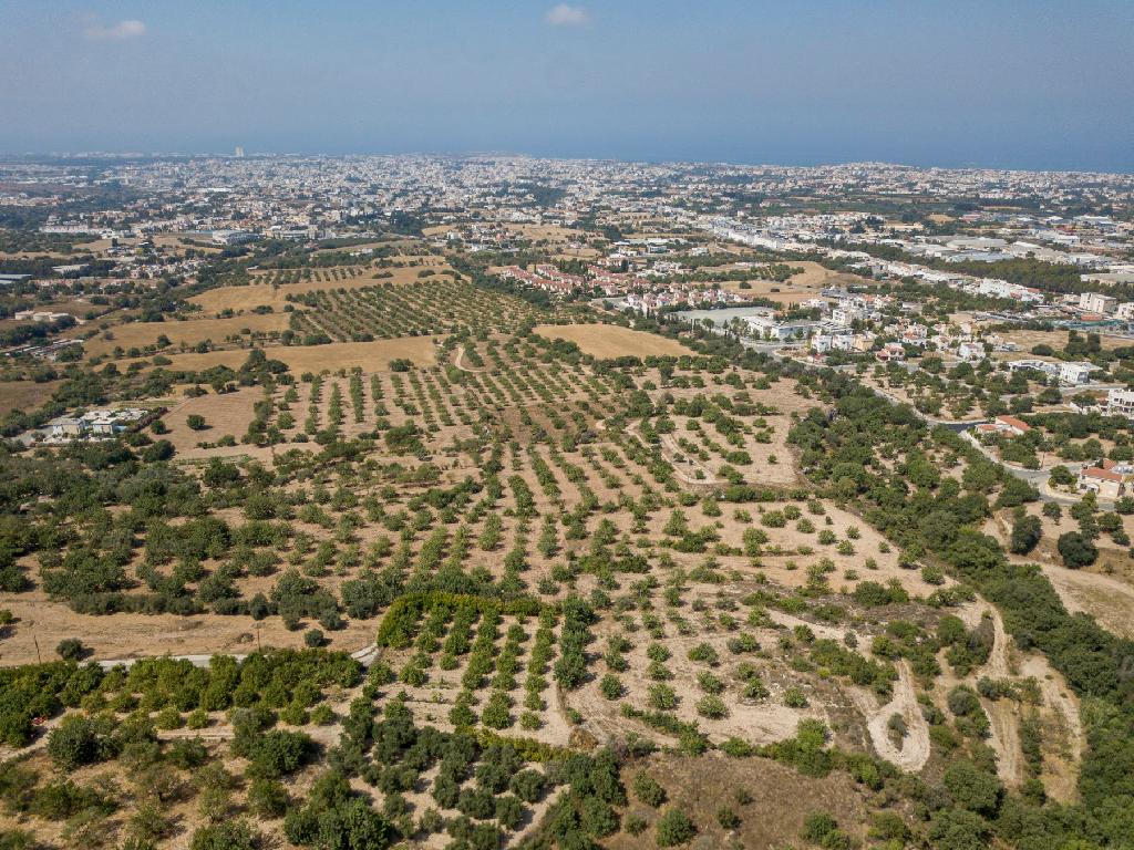 Field - Mesa Chorio, Paphos