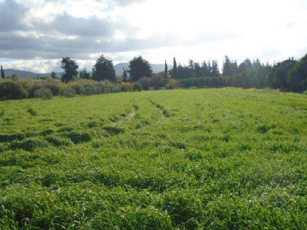 Field (Share) - Polis Chrysochous , Paphos