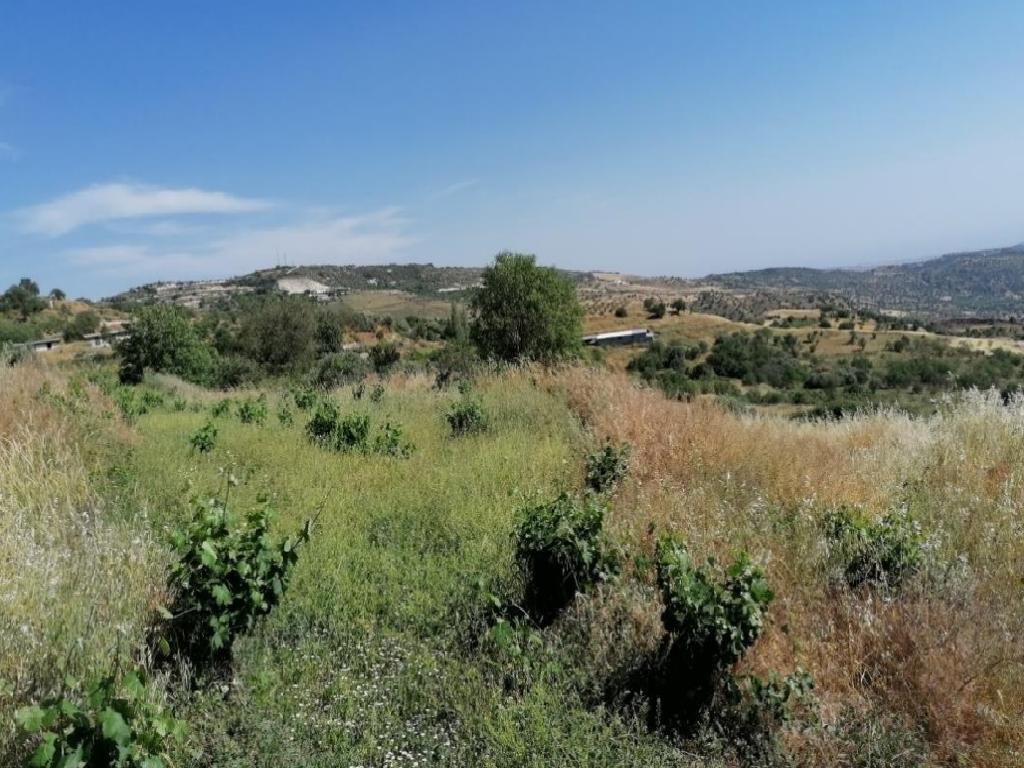 Field - Statos - Agios Fotios, Paphos