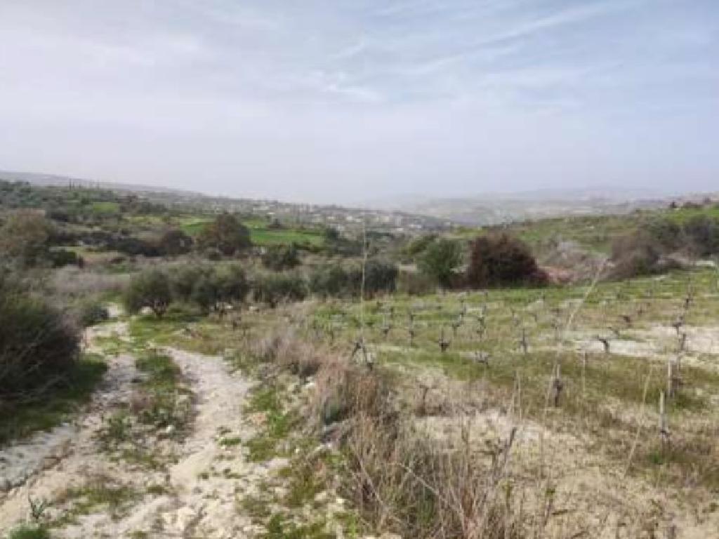 Field-Stroumpi-PR40877
