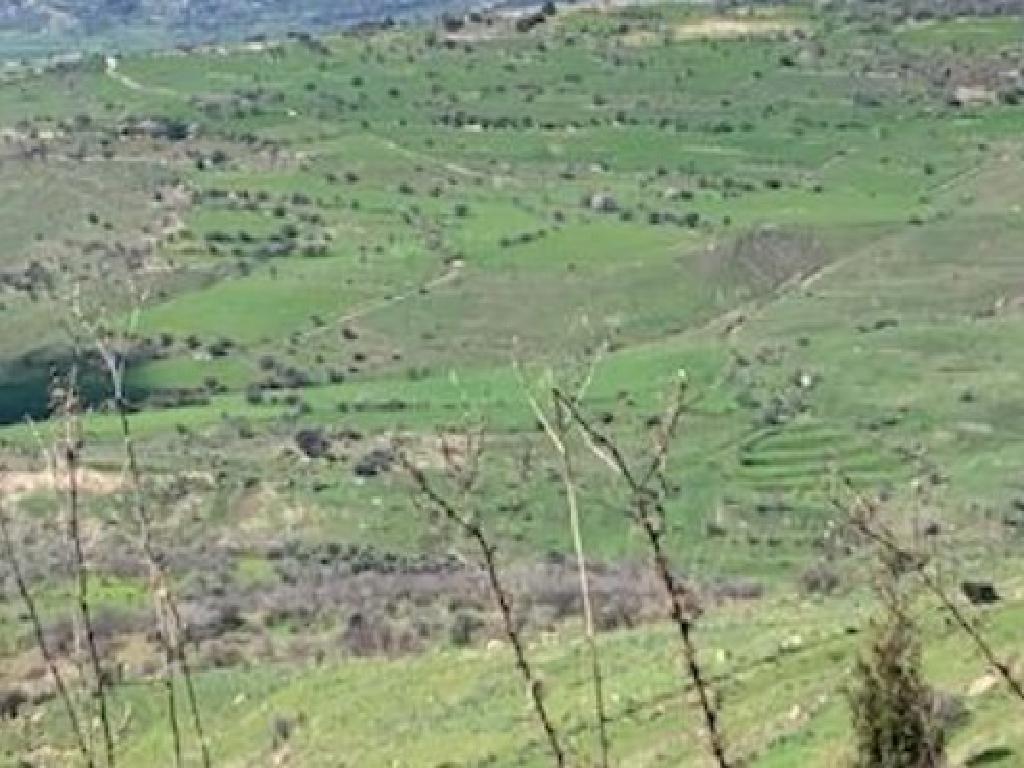 Field-Pentalia-PR42003