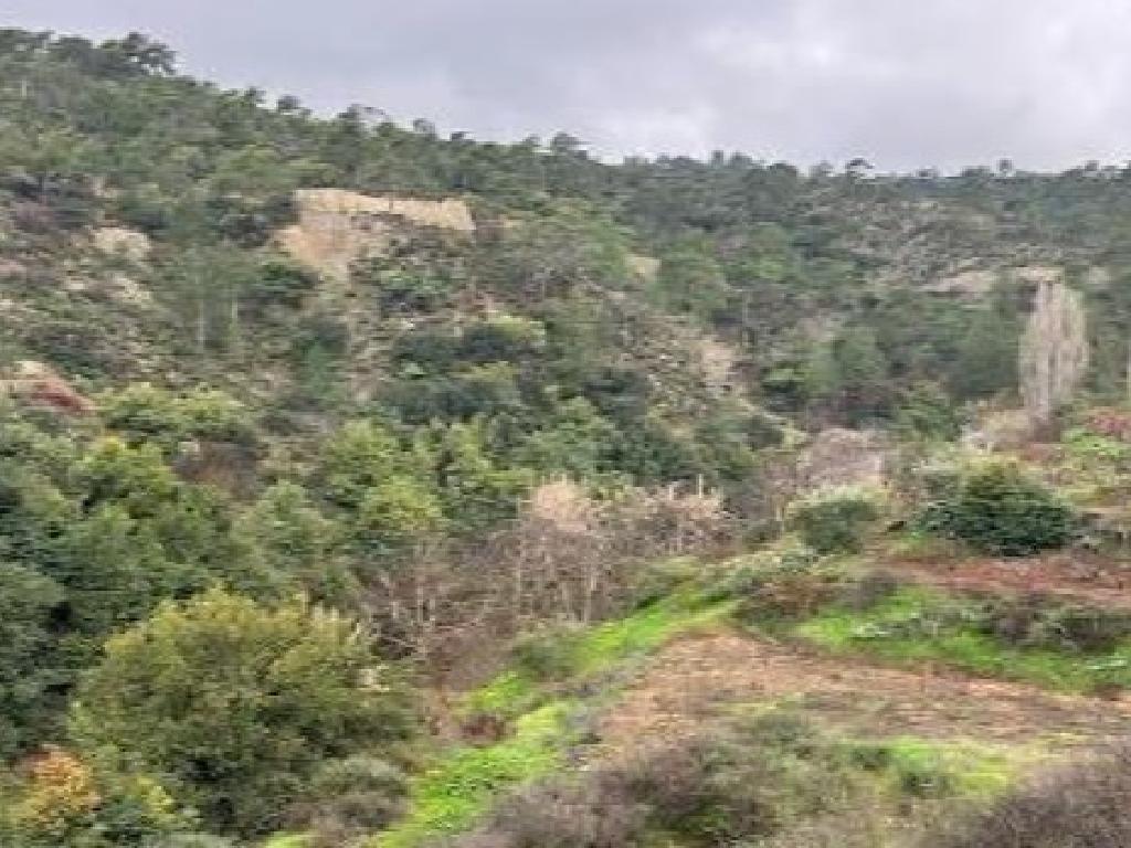 Field-Kaliana-PR42424