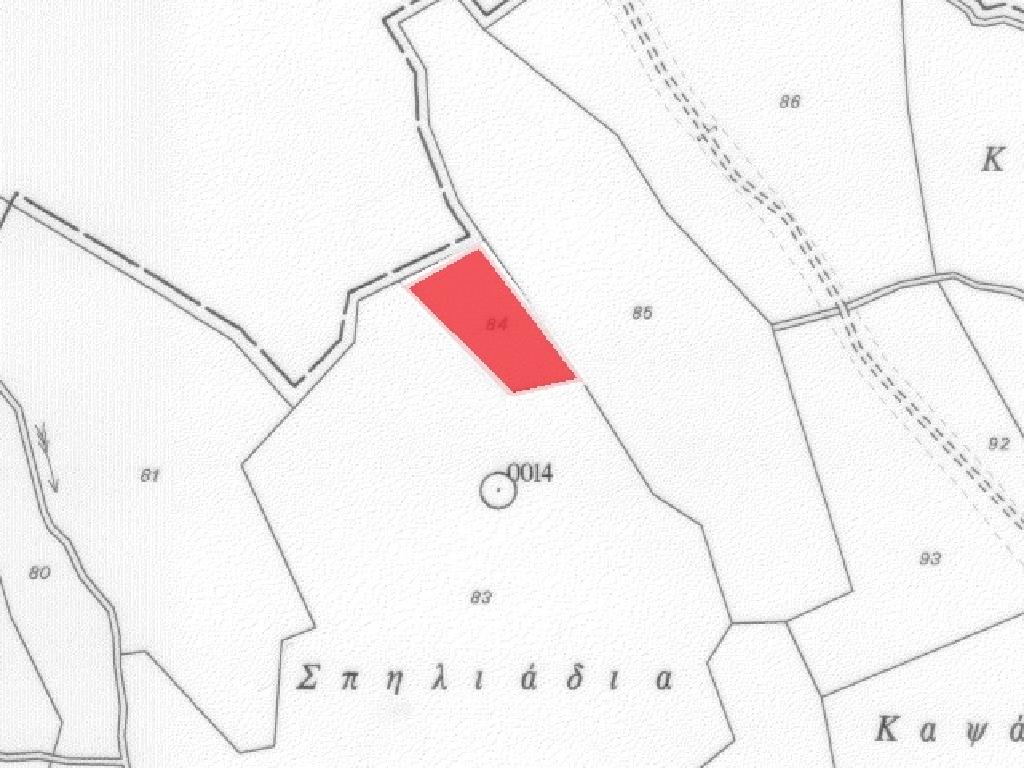 Field-Pigenia-PR13552