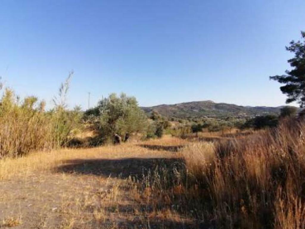 Field-Psevdas-PR35249