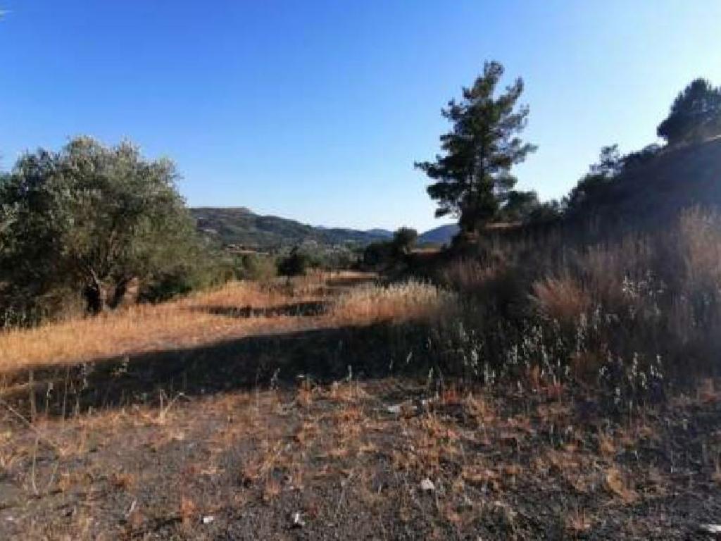 Field-Psevdas-PR35249