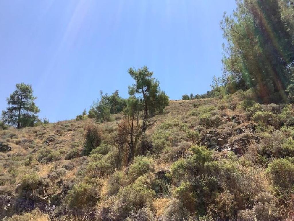 Field-Agios Theodoros (Soleas)-PR36345