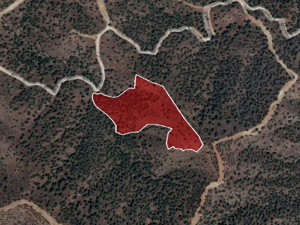Field-Agios Theodoros (Soleas)-PR36345