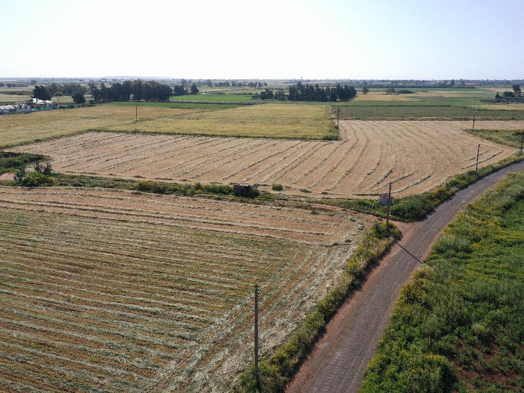 Field (Share) - Avgorou, Famagusta