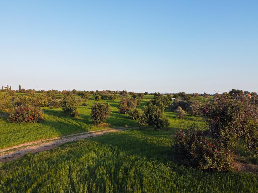 Field-Mazotos-PR35970