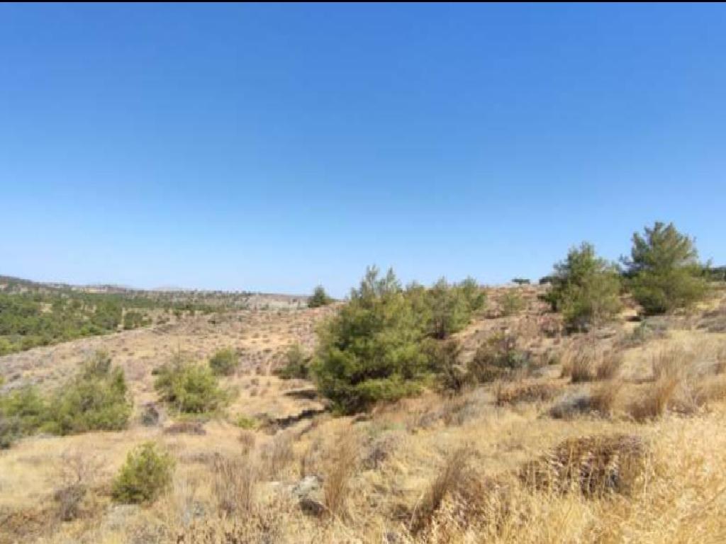 Field-Kampia-PR37376
