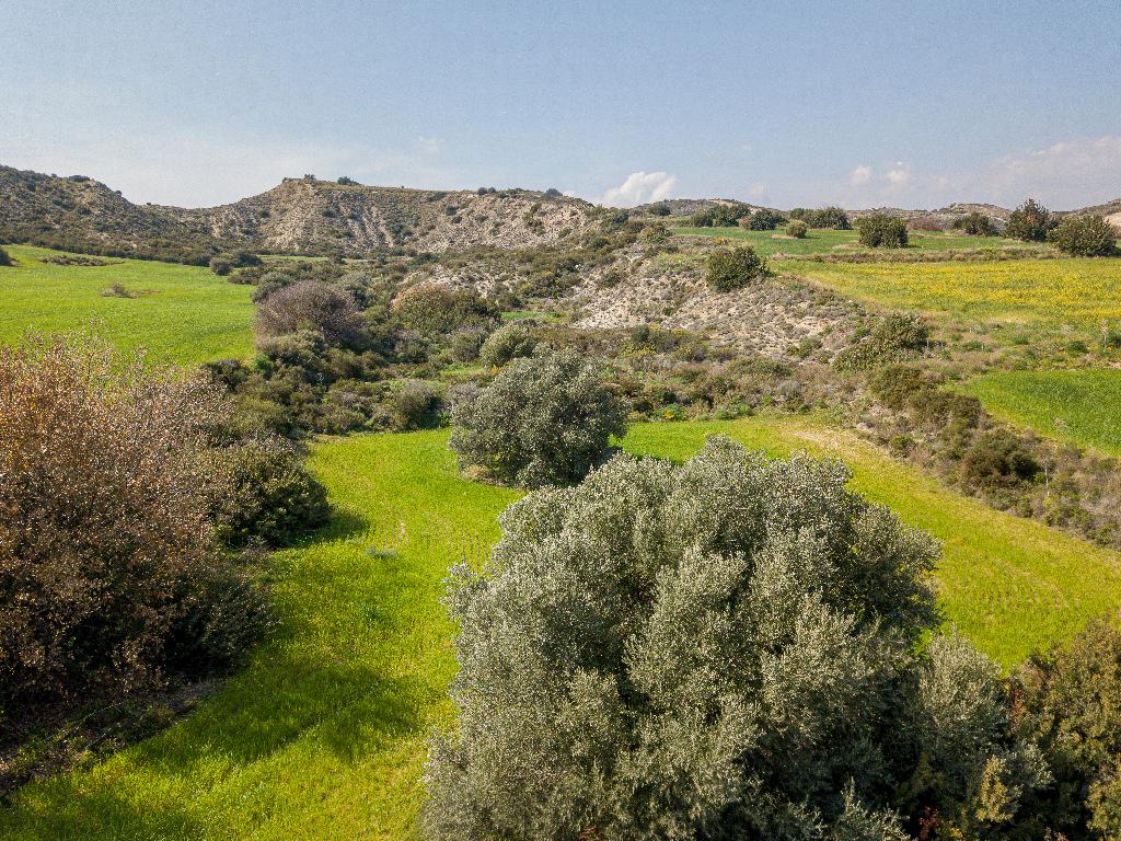 Field - Tochni, Larnaca