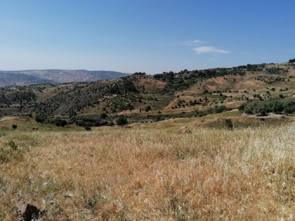 Field - Statos - Agios Fotios, Paphos