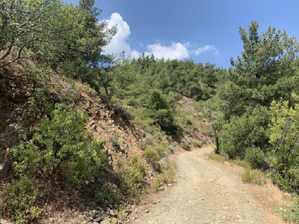 Field-Platanistasa-PR38854