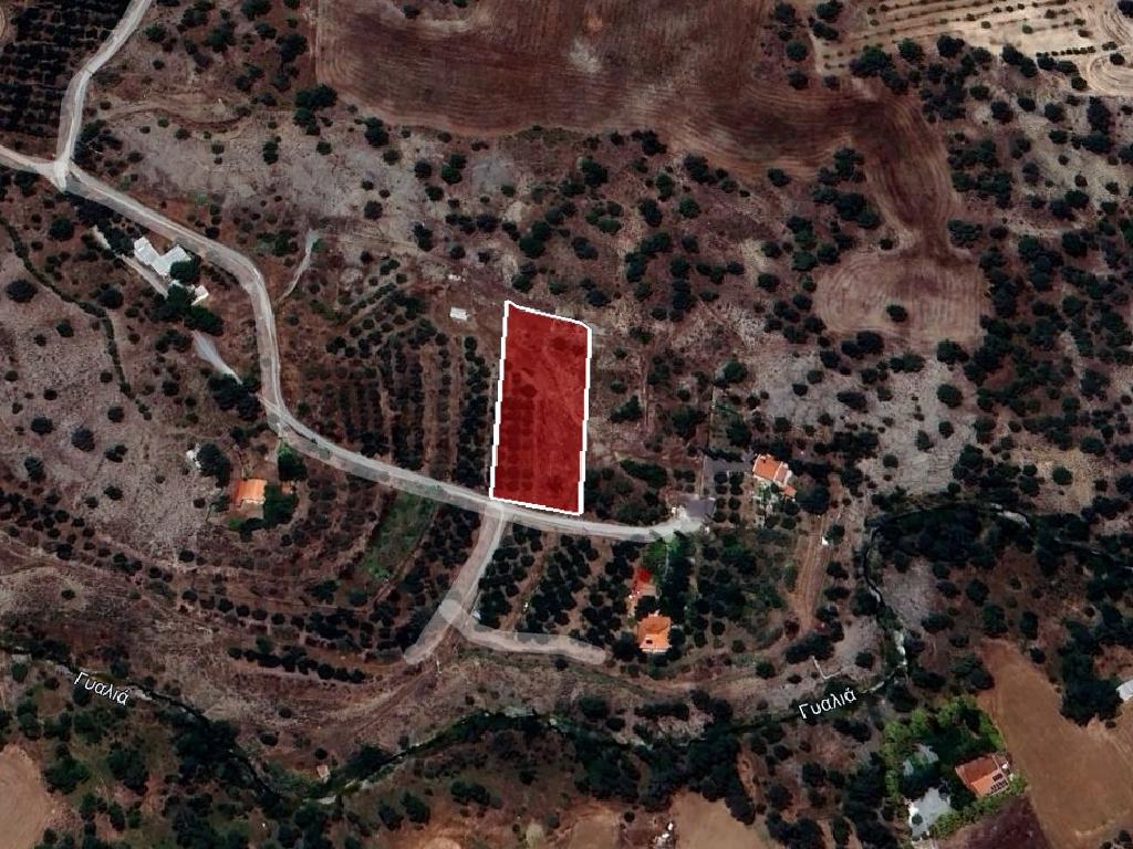 Field-Lithrodontas-PR40952