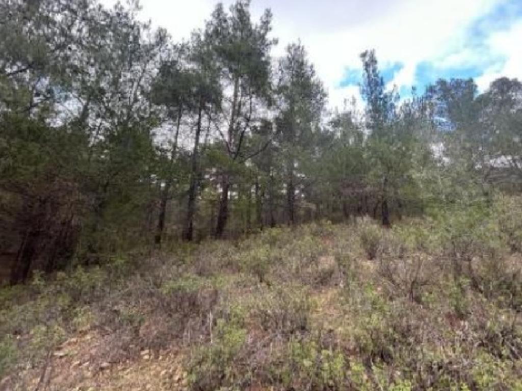 Field-Kaliana-PR42423
