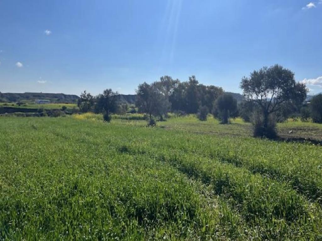 Field-Arediou-PR42459