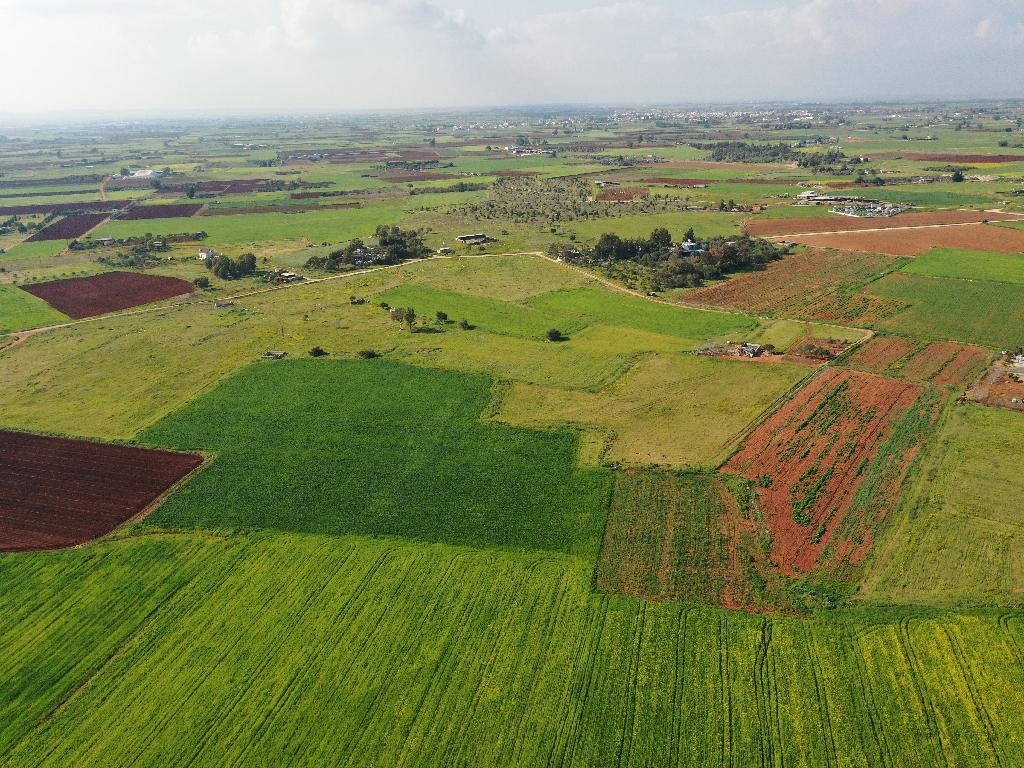Field-Liopetri-PR13915