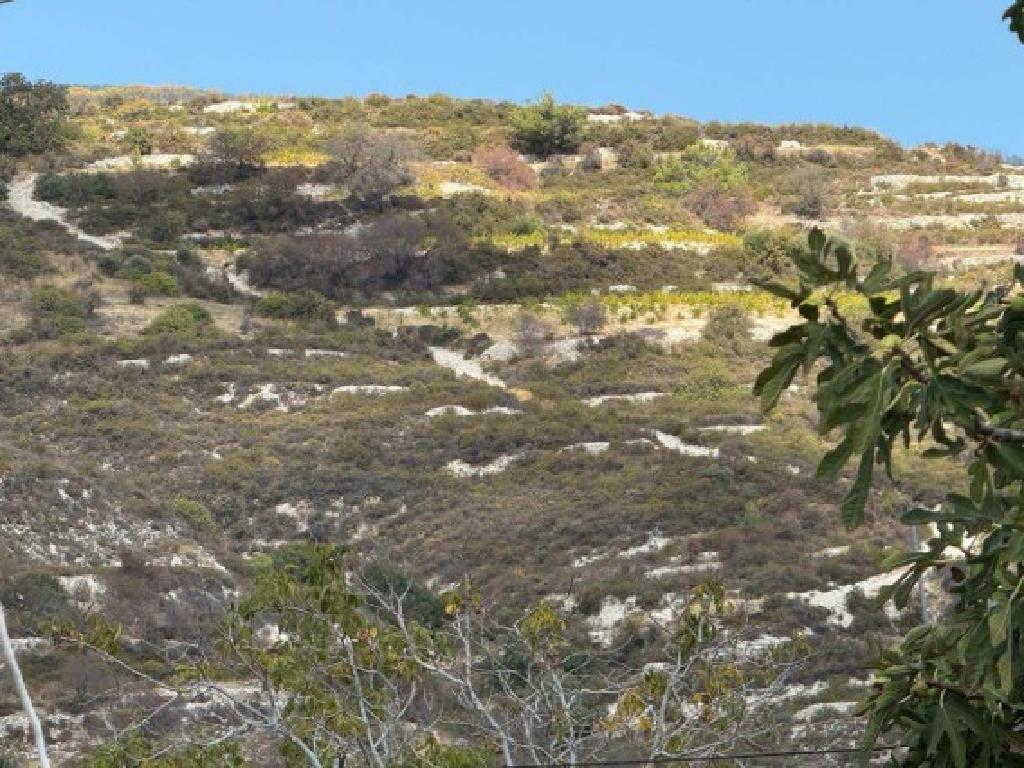 Field-Koilani-PR15266
