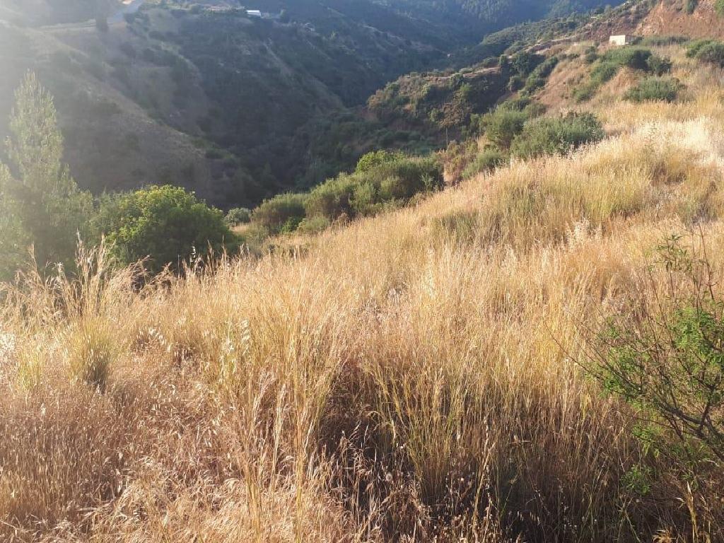 Field-Pano Pyrgos-PR33728