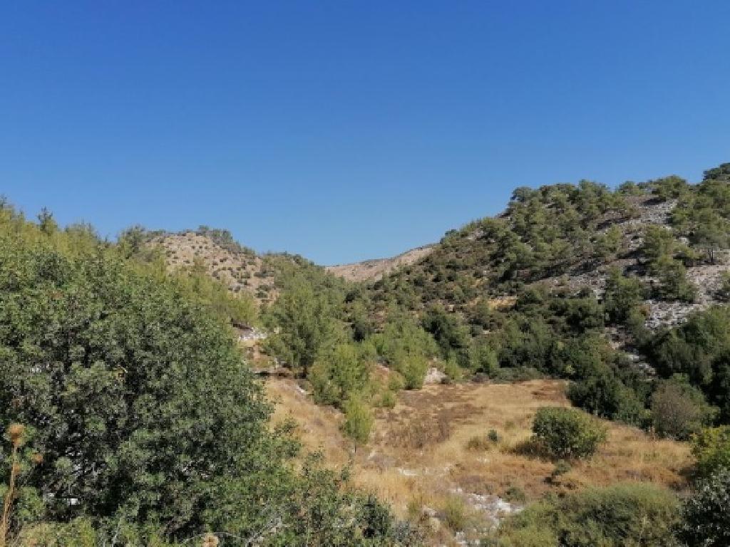 Field-Agios Therapon-PR37797