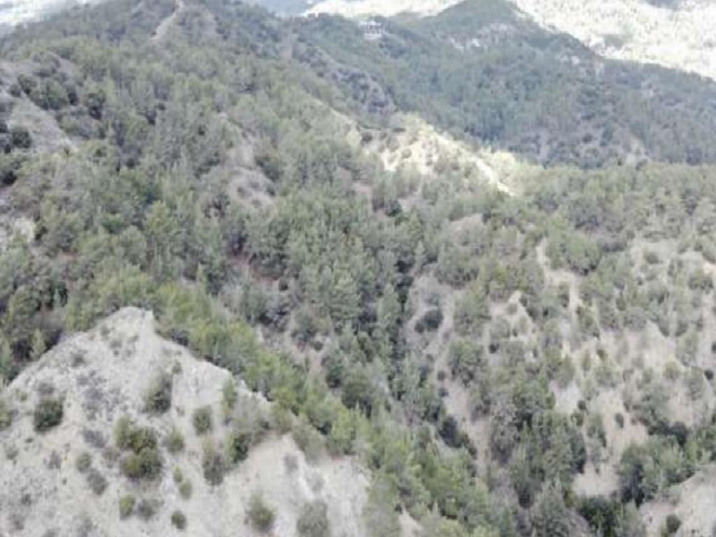 Field-Pera Pedi-PR42422