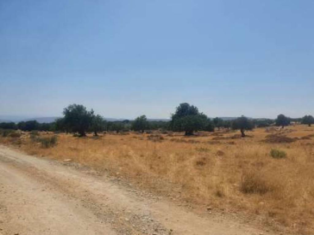 Field-Pachna-PR12029