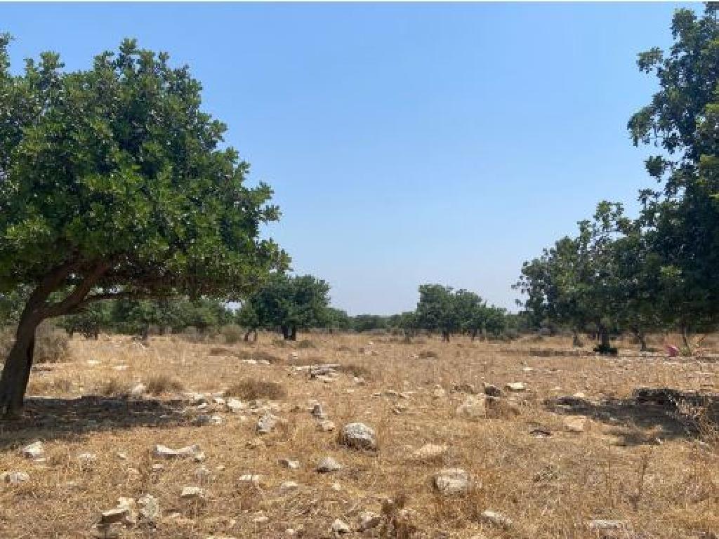 Field-Pachna-PR12029
