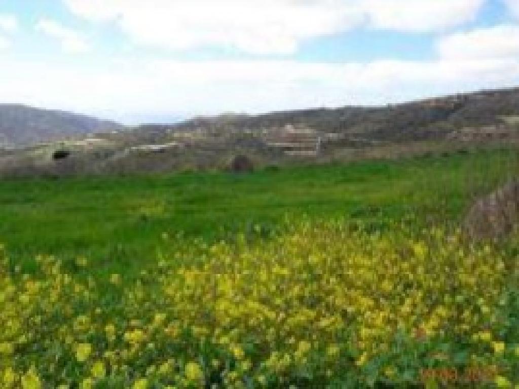 Field - Stroumpi, Paphos