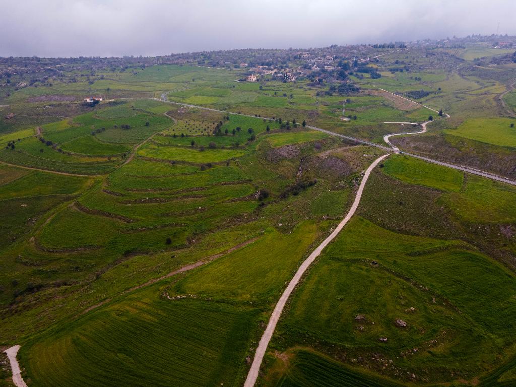 Field-Milia-PR37460