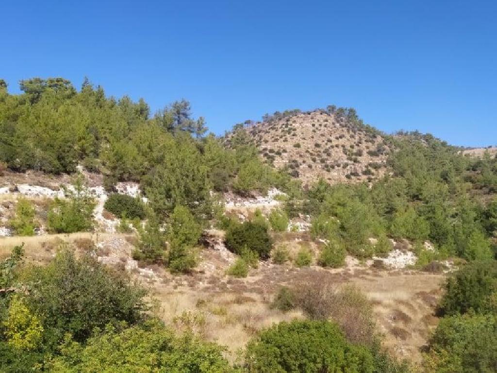 Field-Pachna-PR37798