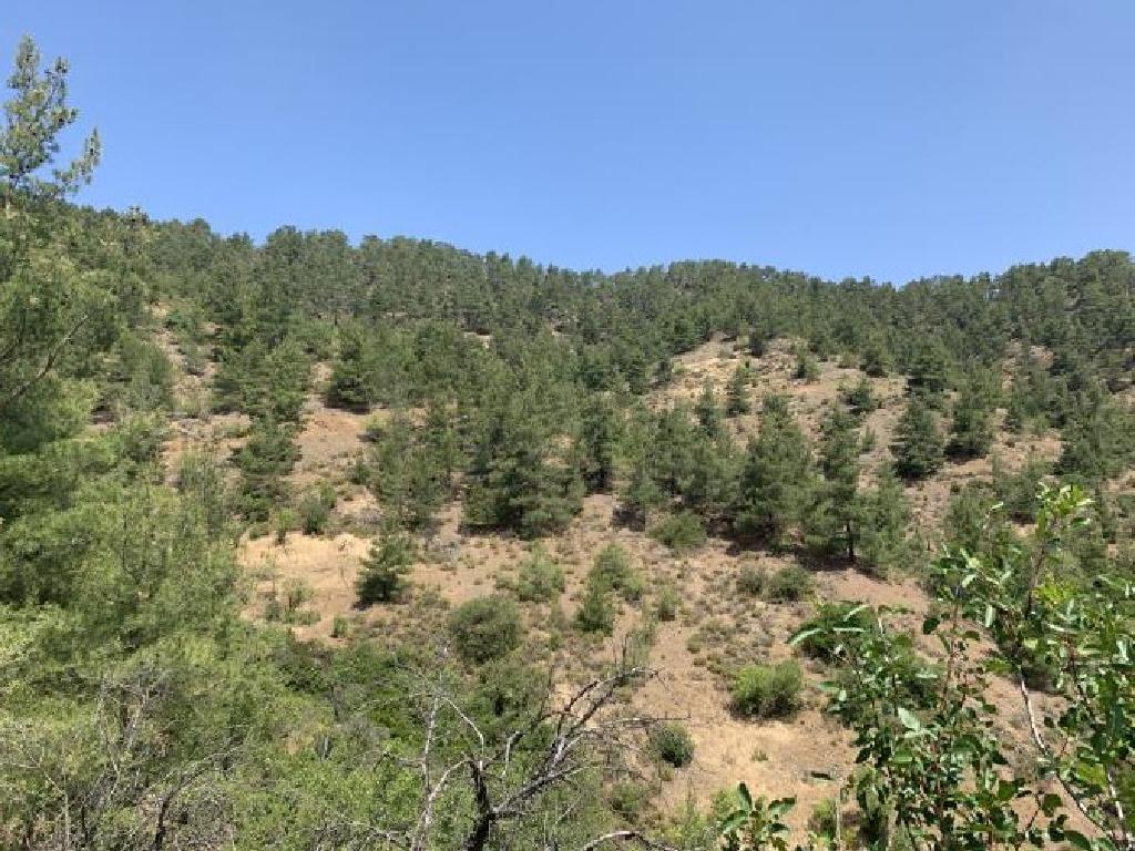 Field-Platanistasa-PR38853