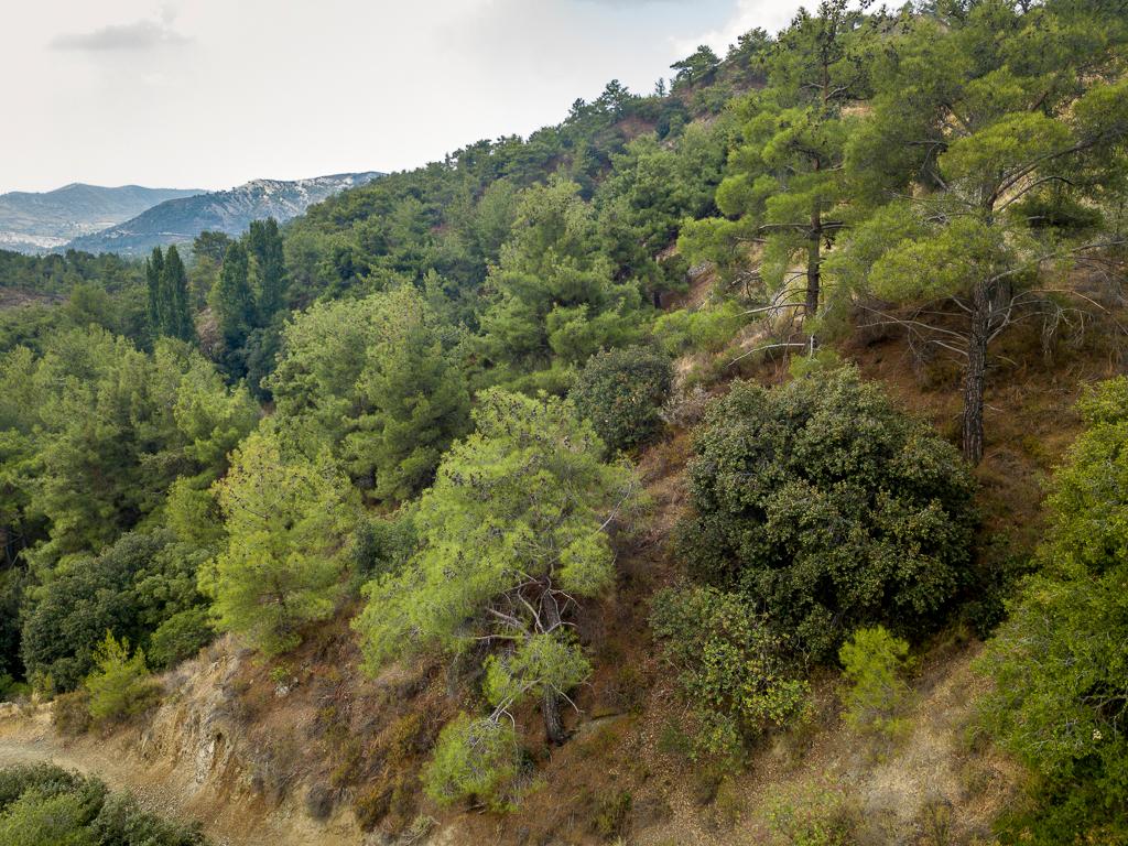 Field-Pano Platres-PR39431