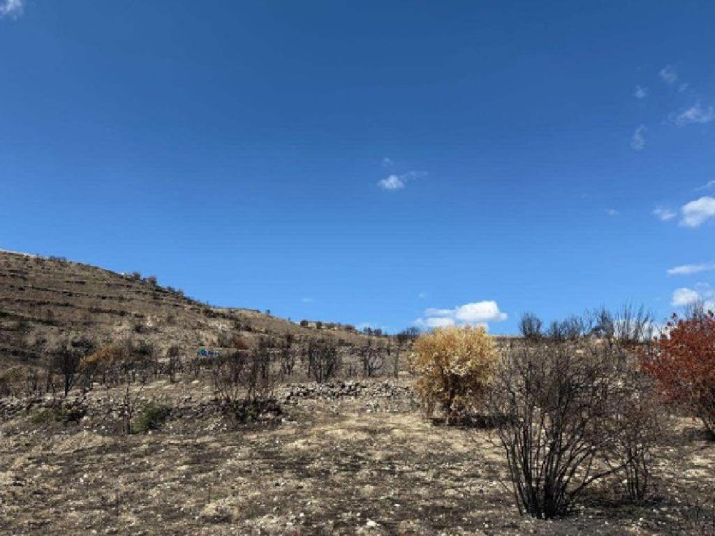 Field-Koilani-PR15332