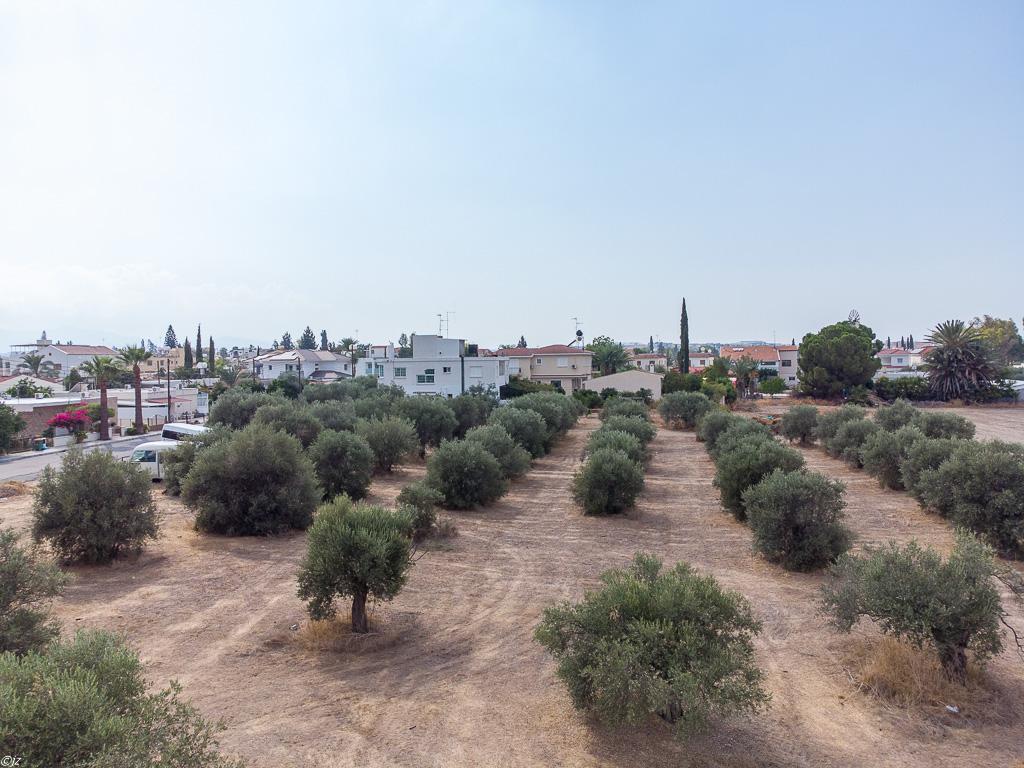 Field-Dali-PR36381