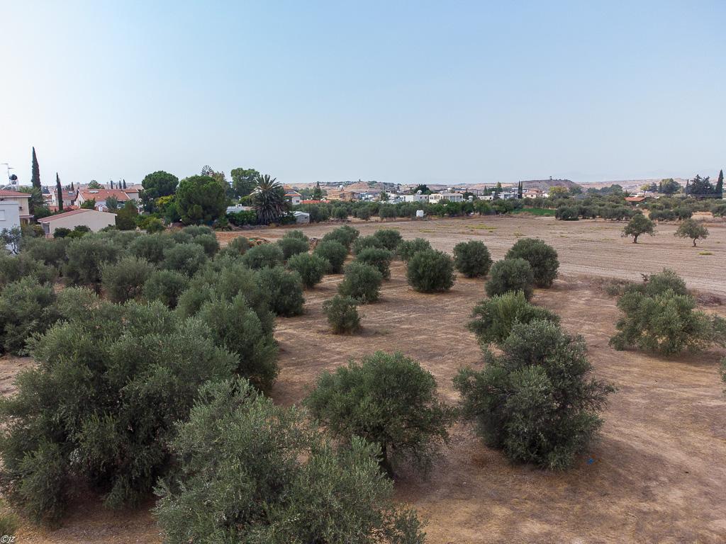 Field-Dali-PR36381
