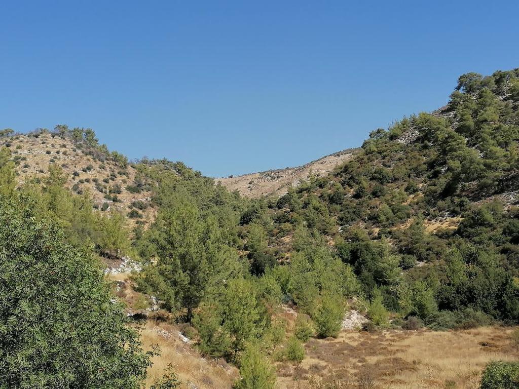 Field-Pachna-PR37800