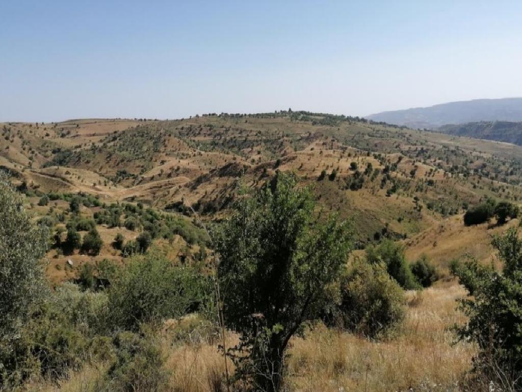 Field - Statos - Agios Fotios, Paphos