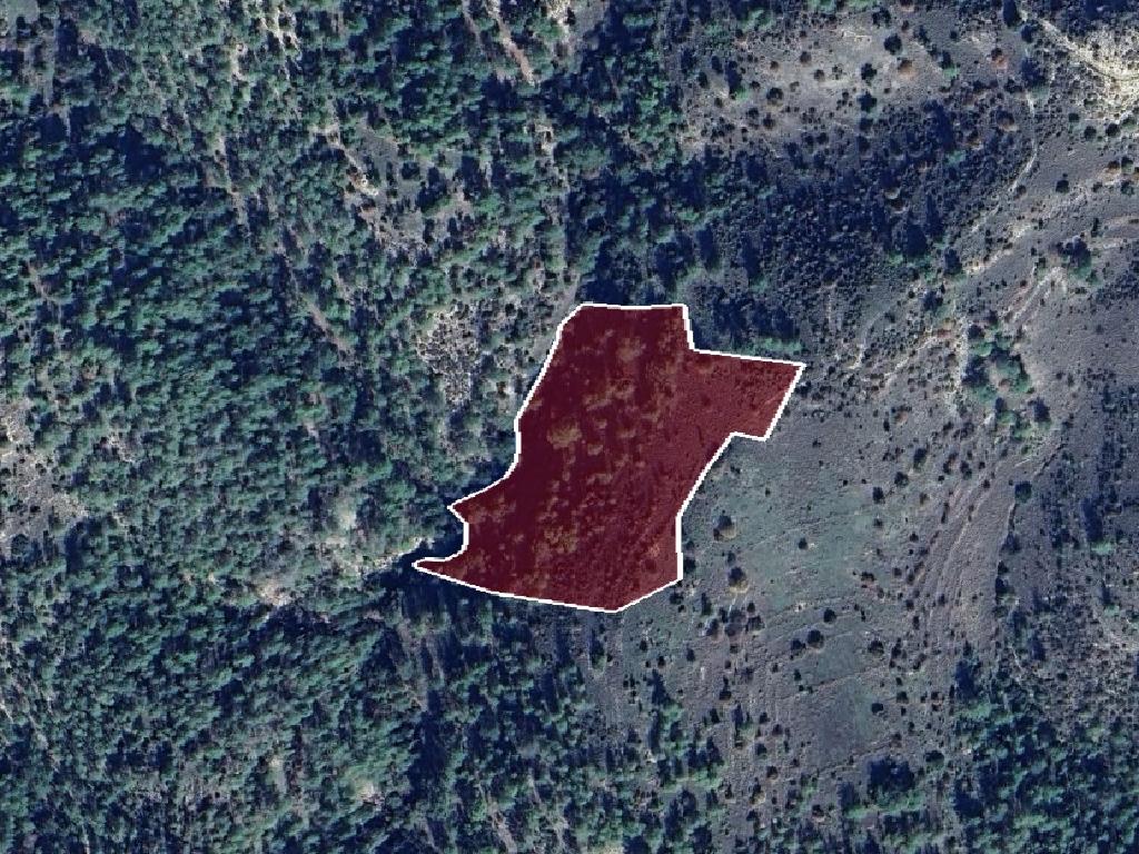 Field-Dora-PR41487