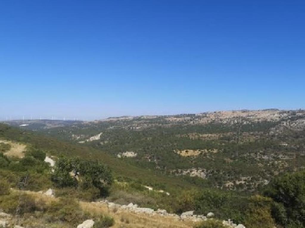 Field-Dora-PR41487