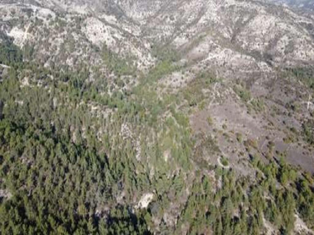 Field-Dora-PR41487