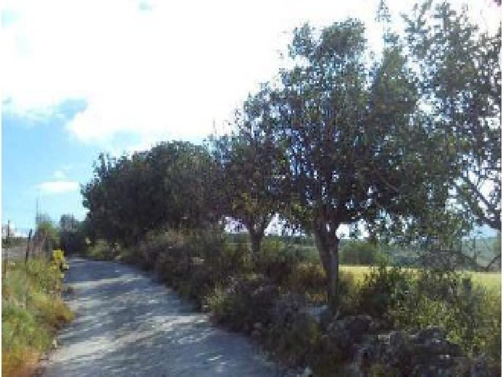 Field - Thrinia, Paphos