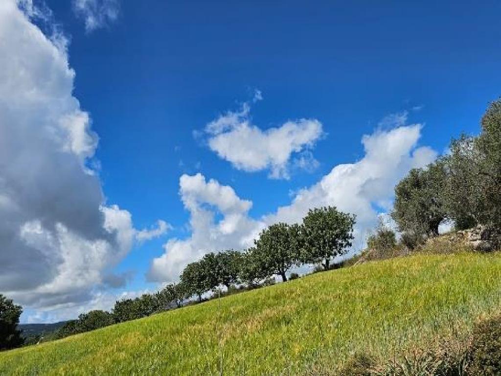 Field-Thrinia-CP10205