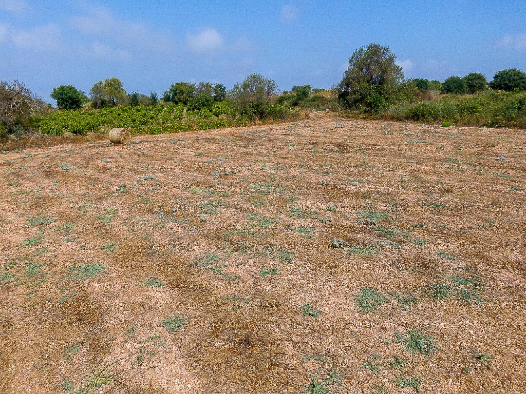 Field - Kathikas, Paphos
