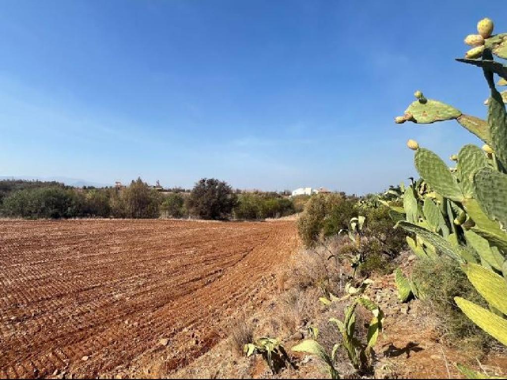Field - Astromeritis, Nicosia
