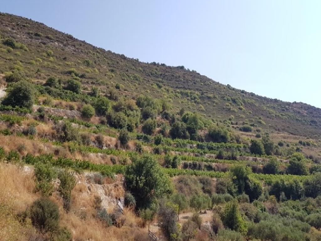 Field-Pachna-PR12392