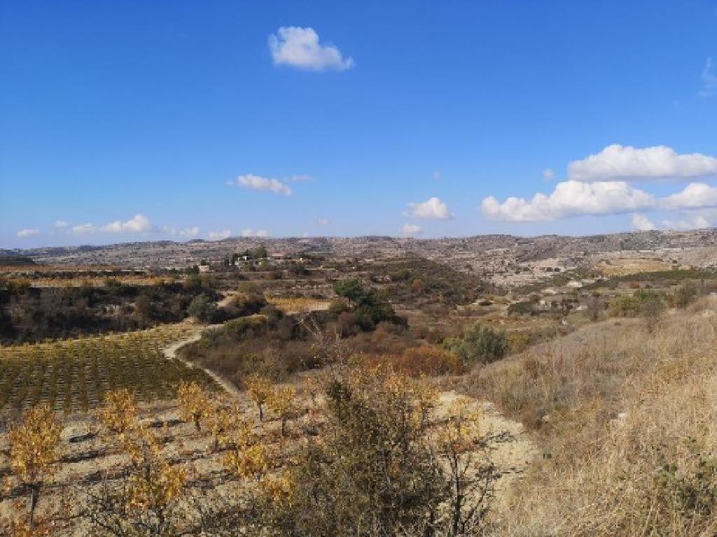 Field - Pachna, Limassol