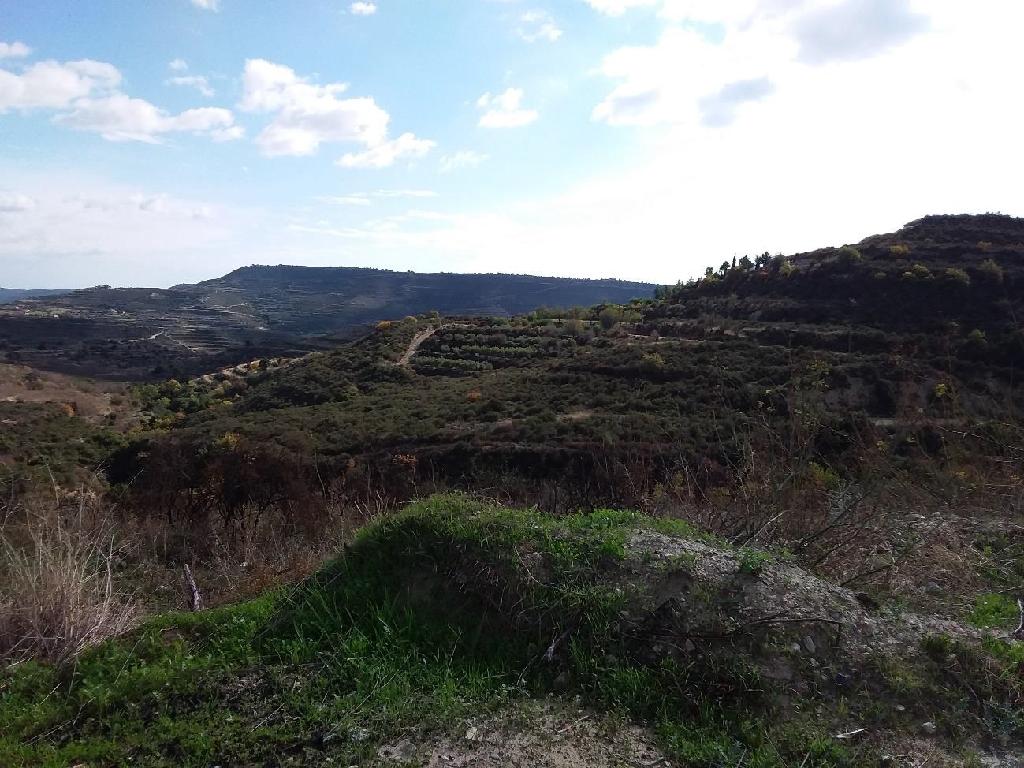 Field-Pachna-PR34280