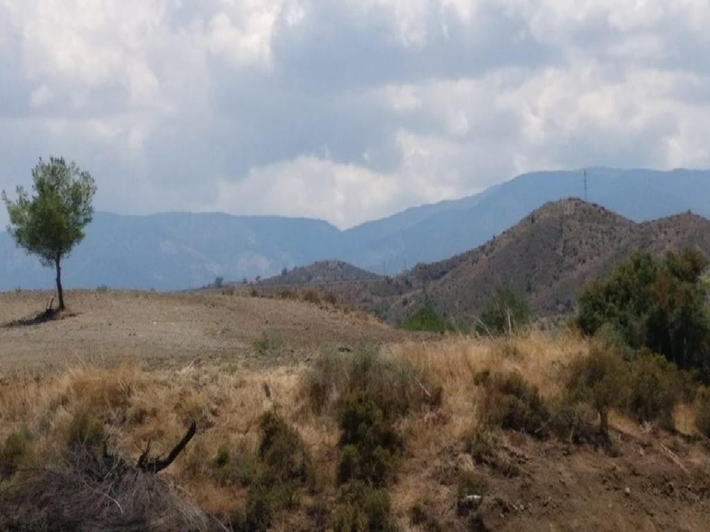 Field-Linou-PR36875