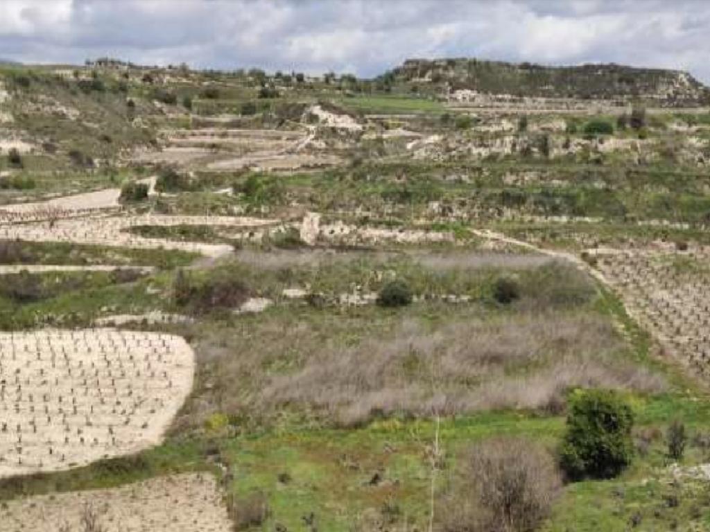 Field-Pachna-PR40314